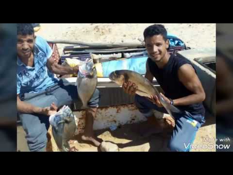 تعرف على موقع موطن زريقة دوراد روايال مصيد دار صبليوني أو دار سبليوني قرب مدينة الداخلة