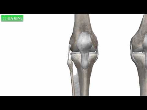 Bancos de masaje de osteocondrosis Número de vértebras en la columna cervical