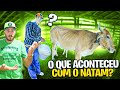 O MENINO NATAM Veio TIRAR LEITE DA VACA PRATINANA