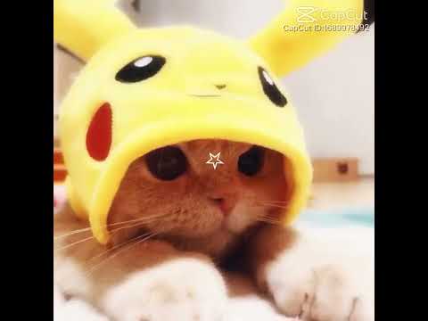 #cat  musk 😍☺️❤️