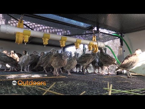 SFW Releases Pheasants onto Wildlife Management Areas