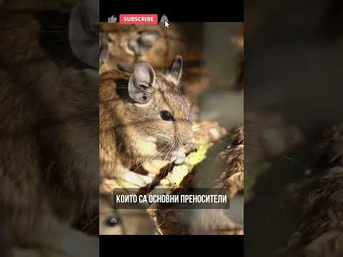 Как страхът от котки допринесе за Черната смърт
