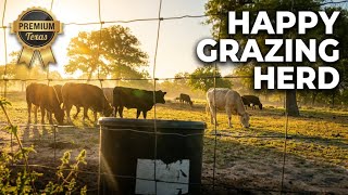 Texas Farm Morning Magic | Watch Our Cows Graze in Fresh Spring Sunshine