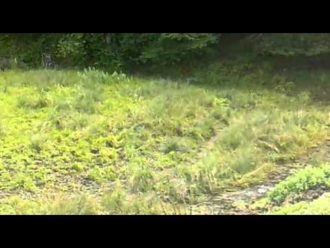 download lagu mp3 mp4 Dachrutscher, download lagu Dachrutscher gratis, unduh video klip Dachrutscher