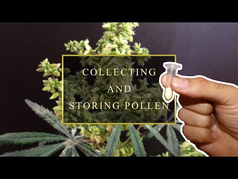 How To Collect & Store Hemp Pollen - Cannabis Breeding Tips