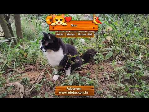 Vídeo de Max