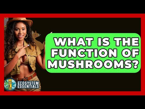 What Is The Function Of Mushrooms? - Ecosystem Essentials