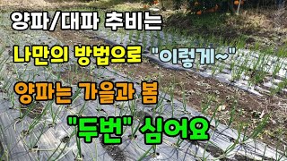 양파/대파 추비시기와 간격 추비는 "이렇게" 양파는 가을과 봄 두번 심을 수 있고 양파를 봄에 심으면 수확시…