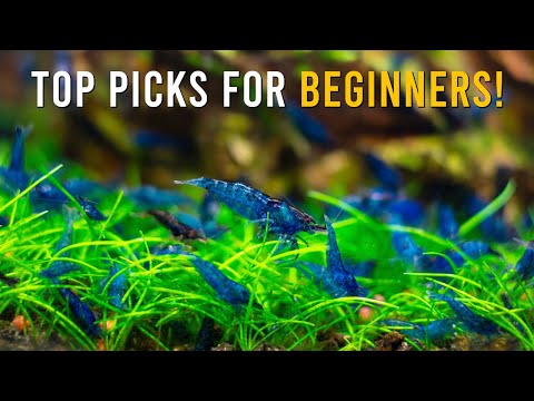 5 Easiest Shrimp Species To Keep In A Freshwater Aquarium!