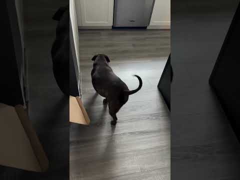 Only one trip outside at 3am and waking up with a waggy tail!! I’d say we are on the mend.