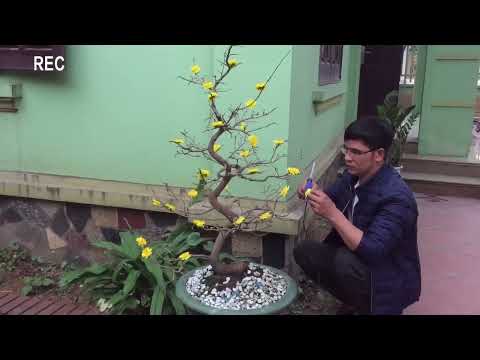 Cách xử lý nụ mai chưa nở , để kịp đón tết , đẹp xuất sắc