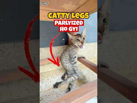 Catty Paralyized Ho Gayi 😭