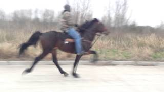 preview picture of video 'Sold - Ace - Standardbred Trotter Stallion (Rosharon, Tx)'