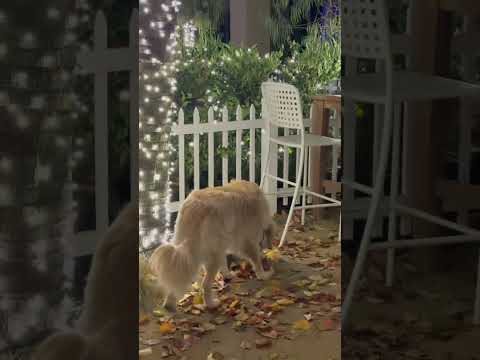 #stories #babyshark #rhymes #christmas #songs #dog #goldretriever #petowner #christiansongs