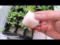 How to make a Hydroponic System at home using PVC Pipe