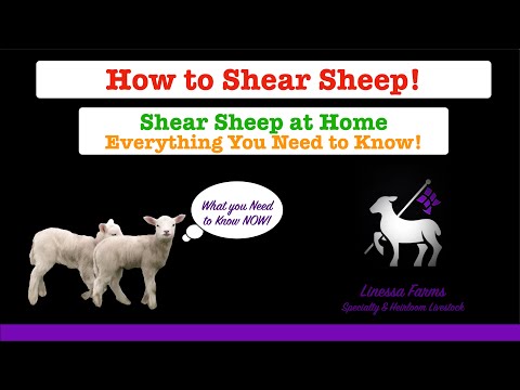 How to Shear Sheep 101:  Equipment, Setup, and Full Instructions for Anyone New to Shearing!