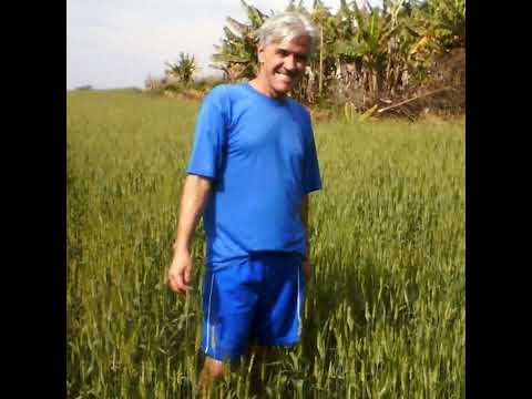 CAMPINA DO MONTE ALEGRE. J.LIMA Autoral