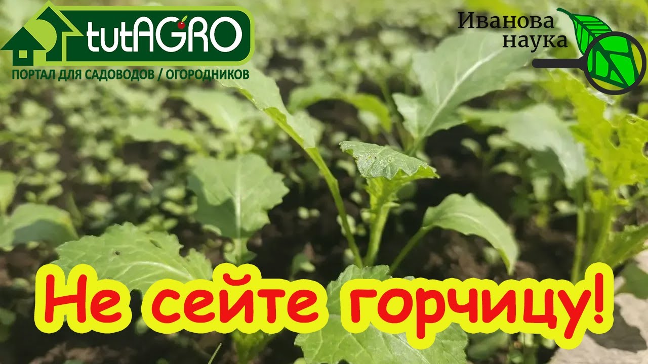 Хотели почву «как после навоза» — теперь надо спасать огород: когда сидерат 