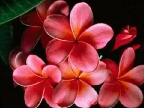 Tchaikovsky. - Vals de las flores. "El cascanueces".