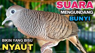 Download lagu Perkutut Lokal Gacor Suara Besar Pancingan Burung Perkutut Agar Cepat Bunyi. mp3