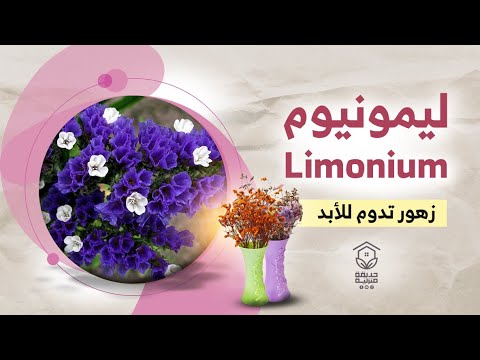 , title : 'زهور تدوم للأبد وجمالها بعد أن تنشف وتجف .. ليمونيوم Limonium'