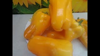 Перец Биг мама: описание сорта, характеристика плодов, агротехника выращивания и ухода, отзывы