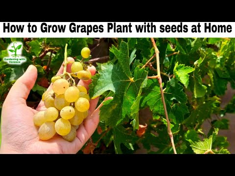 How to Grow Grapes with Seeds at Home by Gardening with Vaneeza