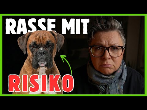 Deutscher BOXER: Die harten WAHRHEITEN, die dir niemand sagt