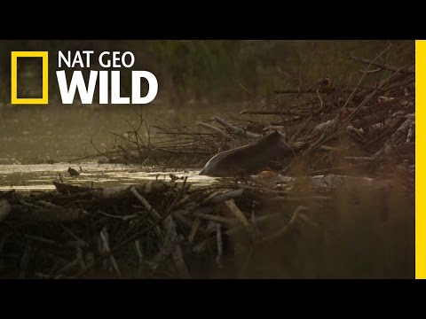 Thumbnail of the video: A Beaver Family in Jeopardy | Wild Yellowstone