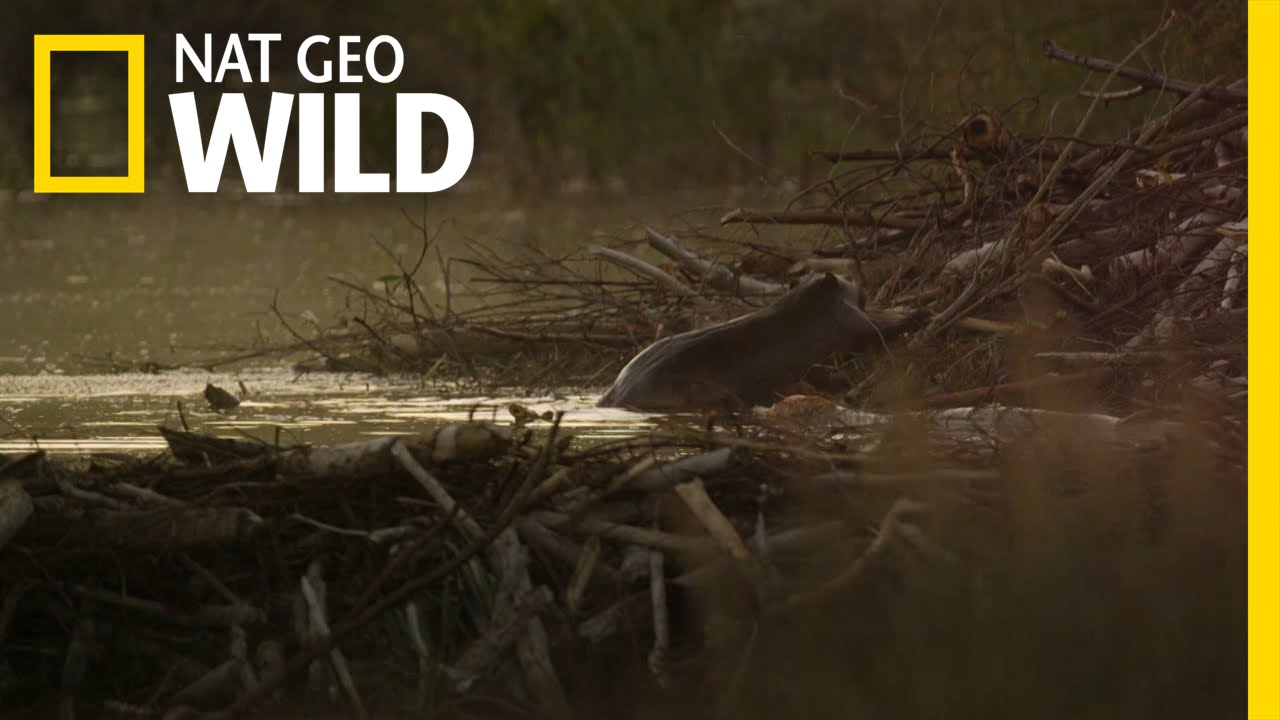 A Beaver Family in Jeopardy | Wild Yellowstone