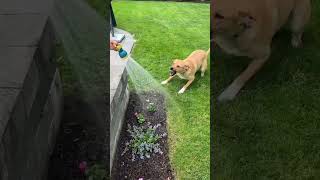 Video preview image #1 Retriever -Unknown Mix Puppy For Sale in Woodbury, NY, USA