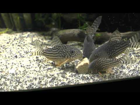 Watch Video on YouTube