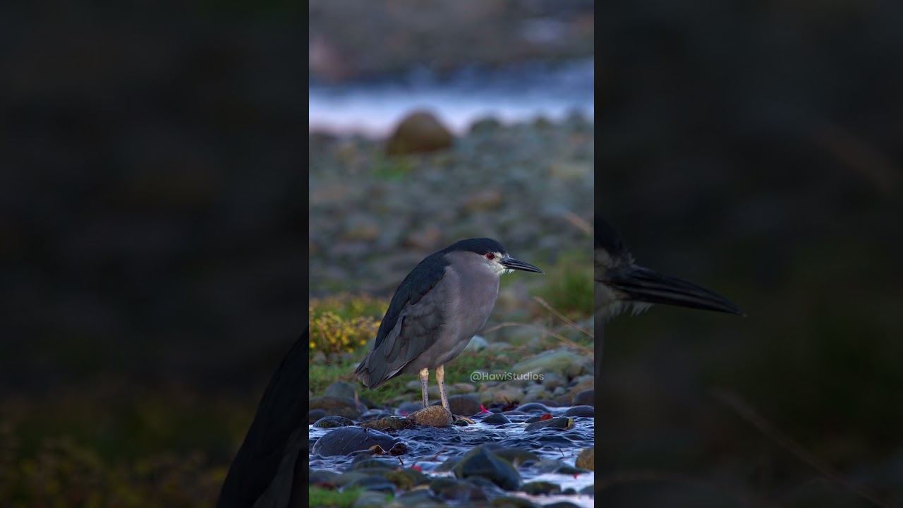 Black-crowned Night Heron: Biology and Foraging Mechanics