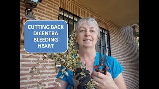 CUTTING BACK BLEEDING HEART / DICENTRA SPECTABILIS