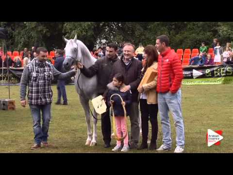 1st place N.195 AJA JUSTIFIED - Bruges 2015 Int. - Senior Stallions Championship (Class 123)