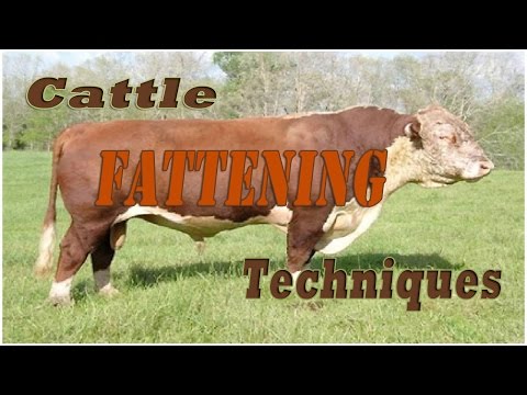, title : 'Cattle Fattening Techniques'