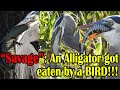 Great Blue Heron Eats Large Juvenile Alligator