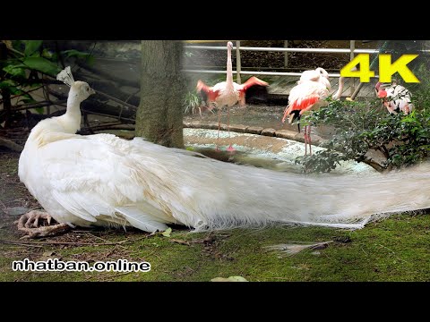 Japan zoo & Japanese Graden in Omiya Saitama   |#4k #japan #zoo | Explore Japan