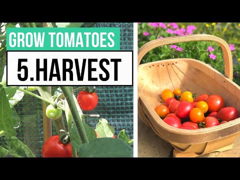 , title : 'Tomato Harvest Time | Complete Tomato Growing Guide Part 5'