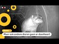 Overstekende otters hebben voortaan een eigen tunnel