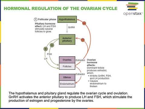 Reproductive System Part 4
