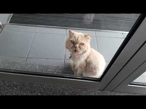 Tuki the Cat Wanting Entry in Pousada Lousa