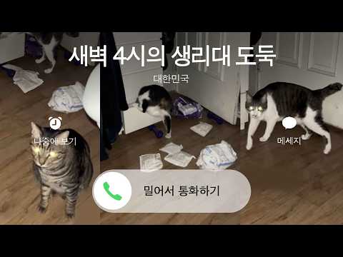 악귀야 물러가라! 간헐적개냥이 환타콜라 퇴마 통역