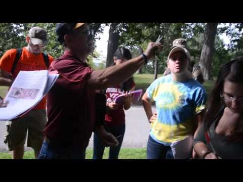 Quercus macrocarpa - YouTube