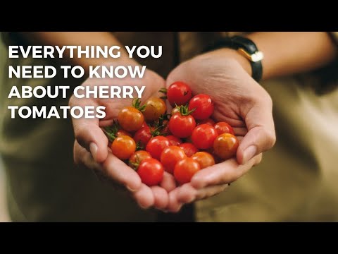 , title : 'Cherry Tomatoes - Characteristics - Information 🍅🍅'