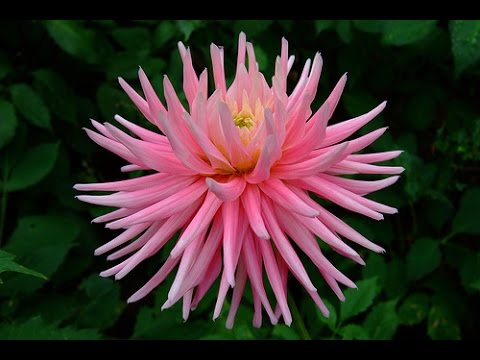 How to make paper flowers