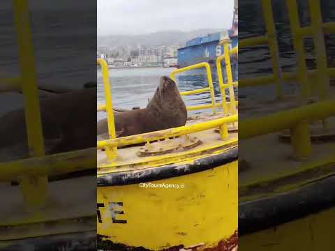 Tours viña del mar/Concón y Valparaíso privado con Guía