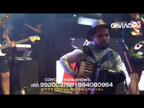 forró Du gavião  americana