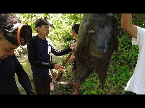 SE02EP017 PART 1 - Ang INVASIVE / SALOT na AHAS PAGONG ( Chinese Soft Shell Turtle ) Alaminos Laguna