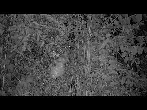 Frogs Making a Foam Nest!